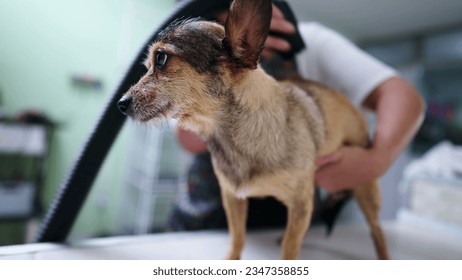 Woman drying Dog at Pet Shop. Female employee dries Small Doggy with dryer, small business concept - Shutterstock ID 2347358855