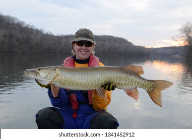 A woman in a drysuit holding a gold and green muskie fish on a river in winter at sunset on a partly cloudy day - Shutterstock ID 1341452912