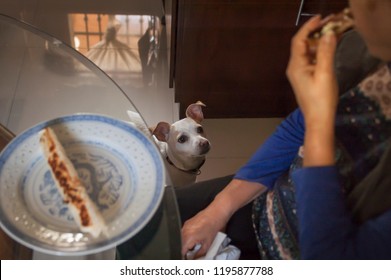 Woman Eating A Taco While Dog Is Under The Table Watching Her, Waiting For Some Peace Of Taco To Eat.