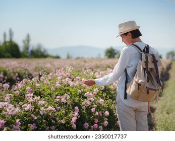 woman enjoying the aroma in Field of Damascena roses in sunny summer day . Rose petals harvest for rose oil perfume production. village Guneykent in Isparta region, Turkey a real paradise for eco