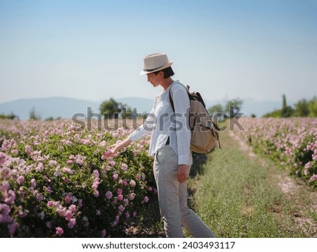 woman enjoying the aroma in Field of Damascena roses in sunny summer day . Rose petals harvest for rose oil perfume production. village Guneykent in Isparta region, Turkey a real paradise for eco