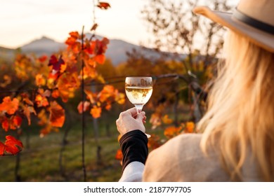 Woman examining white wine in wineglass through sunlight during sunset. Vintner drinking wine after successful grape harvest at autumn - Powered by Shutterstock