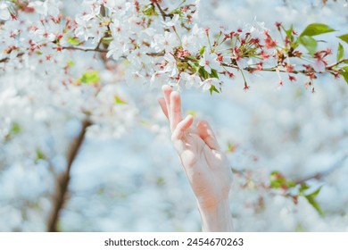 a woman extends her hand for cherry blossoms. - Powered by Shutterstock