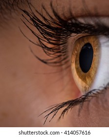 Woman Eye With Long Eyelashes. Macro Shot.