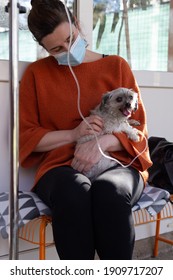 Woman With Face Mask Having Worried Look While Her Little Dog Receiving Infusion In Vet Clinic. Female Owner Holding Sick Pet In Her Lap At Veterinarian