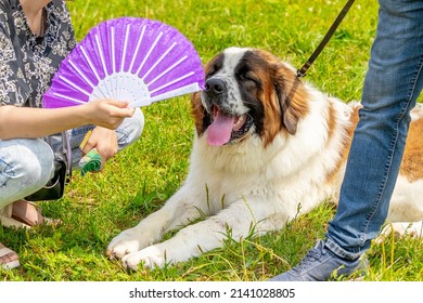 Woman with a fan in her hands near a dog of the Moscow watchdog breed in hot summer weather