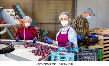 Woman Farm Worker In Face Mask Sorting And Packaging Sweet Freshly Harvested Plums At Farm Warehouse