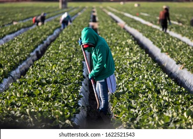 Woman farm worker in green sweatshirt in strawberry field with shovel and other farms workers and rows of strawberry plants in background - Shutterstock ID 1622521543