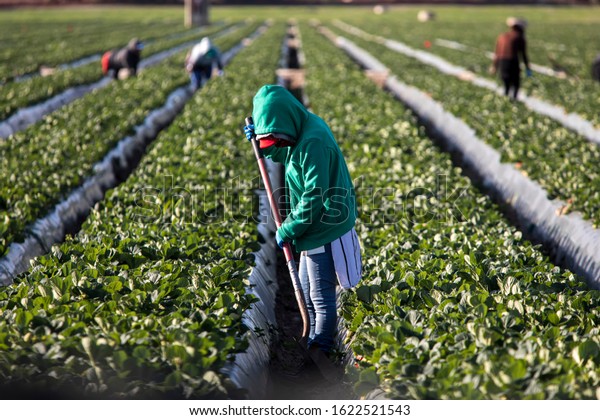 Woman farm worker in green sweatshirt in\
strawberry field with shovel and other farms workers and rows of\
strawberry plants in\
background