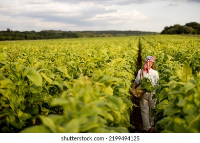 Woman As A Farm Worker Walks Back Between Rows While Gathering Tobacco Leaves On Plantation In The Field Early In The Morning. Concept Of Agriculture Of Tobacco Growing