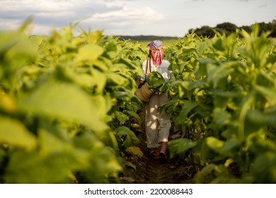 Woman As A Farm Worker Walks Back Between Rows While Gathering Tobacco Leaves On Plantation In The Field Early In The Morning. Concept Of Agriculture Of Tobacco Growing