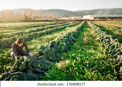 Woman Farmer Agronomist Inspecting Cabbage Crops Growing In The Farm Field.Vegetable Farming.Sustainable Ecological Grow.Examining Young Crops,quality Monitoring.Organic Fresh Agricultural Product