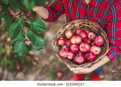 Woman farmer in the apple orchard garden pick up organic ripe apples from apple tree and gather fruits in a wooden basket full of apple harvest