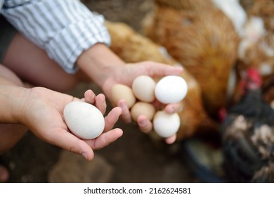 Woman farmer collecting fresh organic eggs on chicken farm. Floor cage free chickens is trend of modern poultry farming. Small local business.