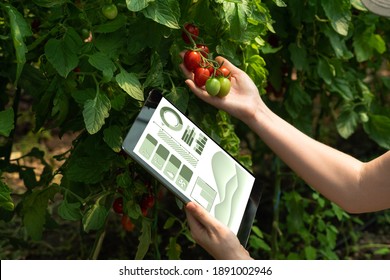 Woman farmer with digital tablet in cherry tomatoes greenhouse. Smart organic farm. - Powered by Shutterstock