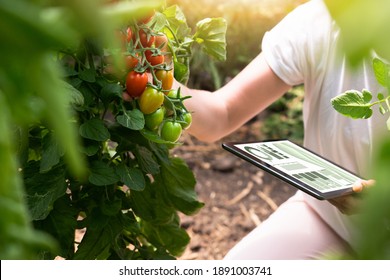 Woman farmer with digital tablet in cherry tomatoes greenhouse. Smart organic farm. - Powered by Shutterstock