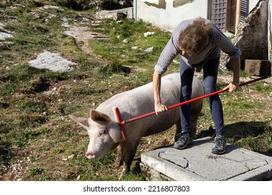 Woman Farmer Enjoying To Take Care Of Her Domestic Pig On A Farm