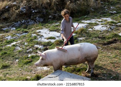 Woman Farmer Enjoying To Take Care Of Her Domestic Pig On A Farm