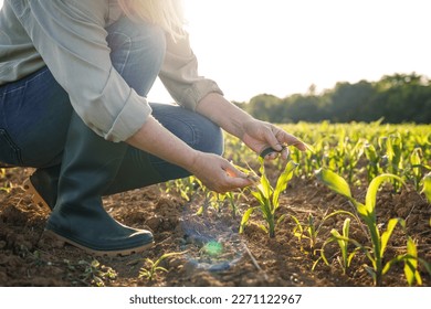 Woman farmer examining corn plant seedling in field. Spring gardening. Agricultural activity - Shutterstock ID 2271122967