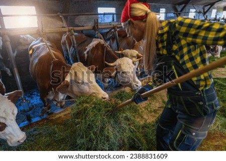 Woman farmer feeding grass to cows in a barn with a pitchfork