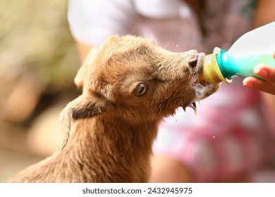 Woman farmer feeding her baby goat milk from a bottle - Powered by Shutterstock