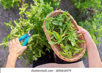 Woman farmer gardener cuts basil with pruner, leaves in basket, harvest of green herbs, natural organic spices - Powered by Shutterstock