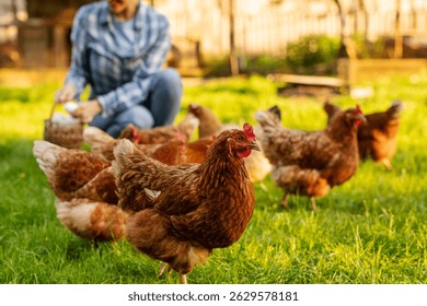 Granjero de la mujer que recoge los huevos frescos en la cesta en el fondo, foco en bandada de pollos que caminan en el patio trasero herboso de la granja