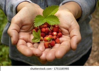 woman farmer hands showing a bunch of wild strawberries - Shutterstock ID 1751185985