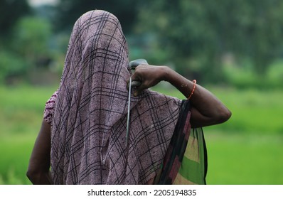 Woman Farmer In Her Field. Woman Farmer In Rural India. Female Farmer In Countryside India. Farmer In His Field With Sickle In Hand, Rural India. Rural Woman In Her Field. Rural Indian Woman In Field.