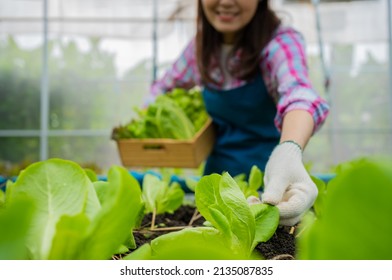 Woman farmer holding a basket of fresh vegetable salad and checking vegetable for finding pest in an organic farm in a greenhouse garden, Concept of agriculture organic for health, Vegan food.