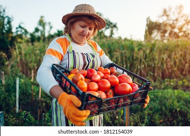 Woman Farmer Holding Box Of Red Tomatoes On Eco Farm. Picking Autumn Crop Of Vegetables. Farming, Gardening. Harvest Time