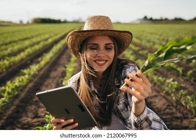 Woman Farmer Inspecting Corn On Field