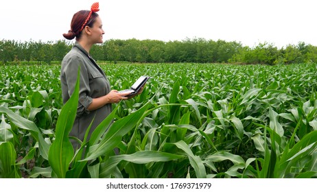 Woman Farmer With Lap Top Looking Into The Distance Of A Corn Field.