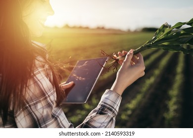 Woman Farmer Looking Corn Plant Root Outdoor On Field