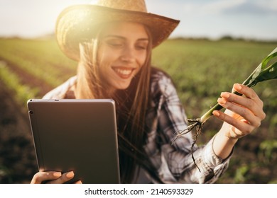 Woman Farmer Looking Corn Plant Root Outdoor On Field