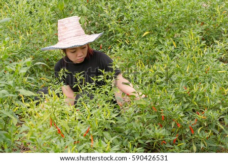 Woman farmer picking chilli in agricultural field