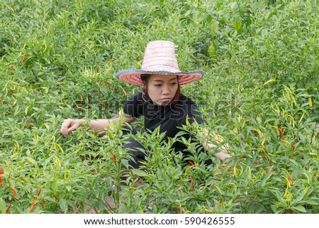 Woman farmer picking chilli in agricultural field