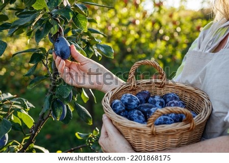 Woman farmer picking plum into wicker basket in garden. Autumn fruit harvest in orchard