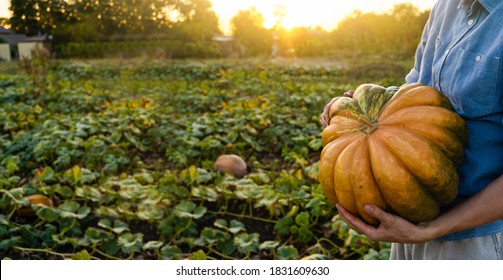 Woman farmer with pumpkin on a pumpkins field at sunset	