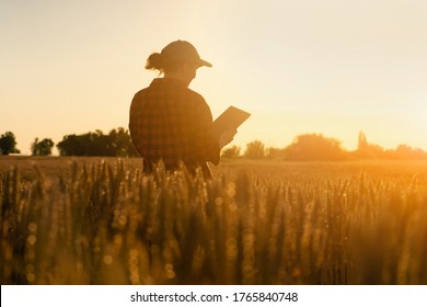 Woman Farmer Stands In A Wheat Field At Sunset And Works With A Digital Tablet. Smart Farming And Precision Agriculture