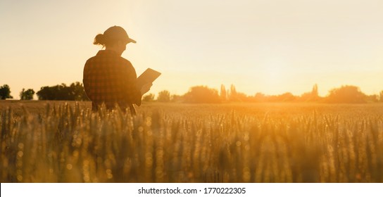 Woman farmer stands in a wheat field at sunset and works with a digital tablet. Smart farming and precision agriculture