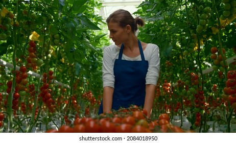 Woman Farmer Tomato Harvest Plantation Greenhouse. Female Worker Professional Entrepreneur Picking Analyze Cherry Vegeculture. Tasty Ripe Farmland Nutrition Collect Girl In Apron. Agri Grower Concept.