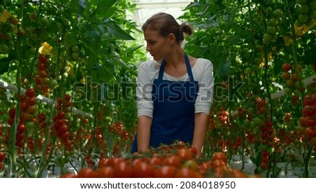 Similar – Image, Stock Photo Picking ripe tomatoes by hand in basket.