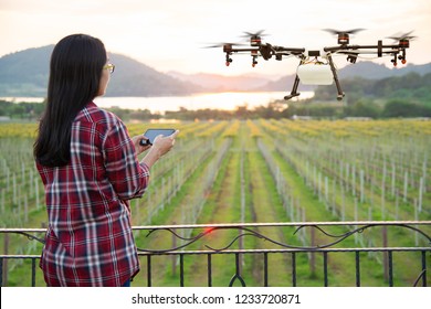 Woman Farmer Use Smart Phone Control Agriculture Drone Fly To Sprayed Fertilizer On The Grape Fields, Smart Farm 4.0 Concept