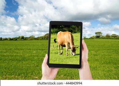 Woman Farmer Uses A Tablet In Cattle