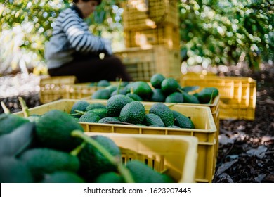 A woman farmer working in the hass avocado harvest season. Selective Focus