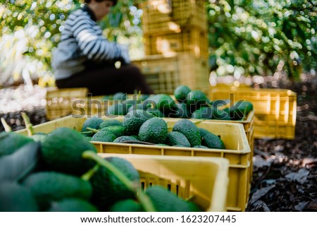 A woman farmer working in the hass avocado harvest season. Selective Focus