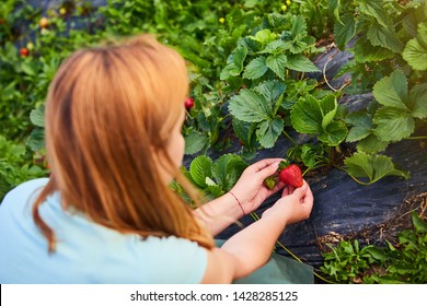 Woman Farmer Working In A Strawberry Field. Worker Picks Strawberries