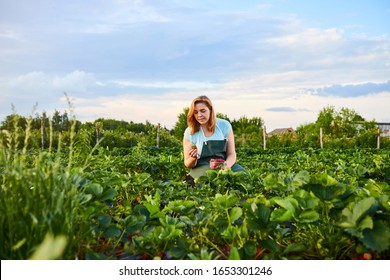 Woman Farmer Working In A Strawberry Field. Worker Picks Strawberries