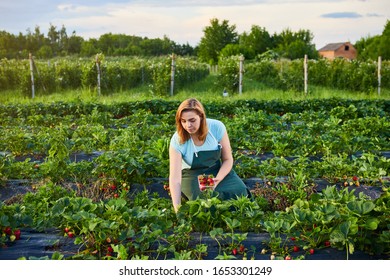 Woman Farmer Working In A Strawberry Field. Worker Picks Strawberries